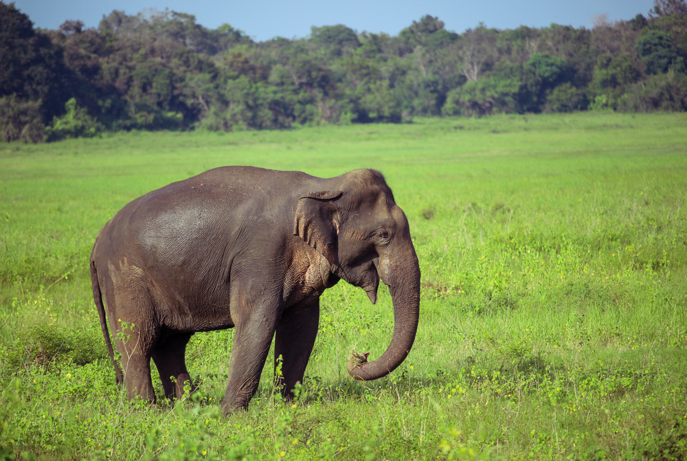 Bundala National Park