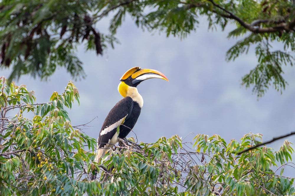 Bui National Park