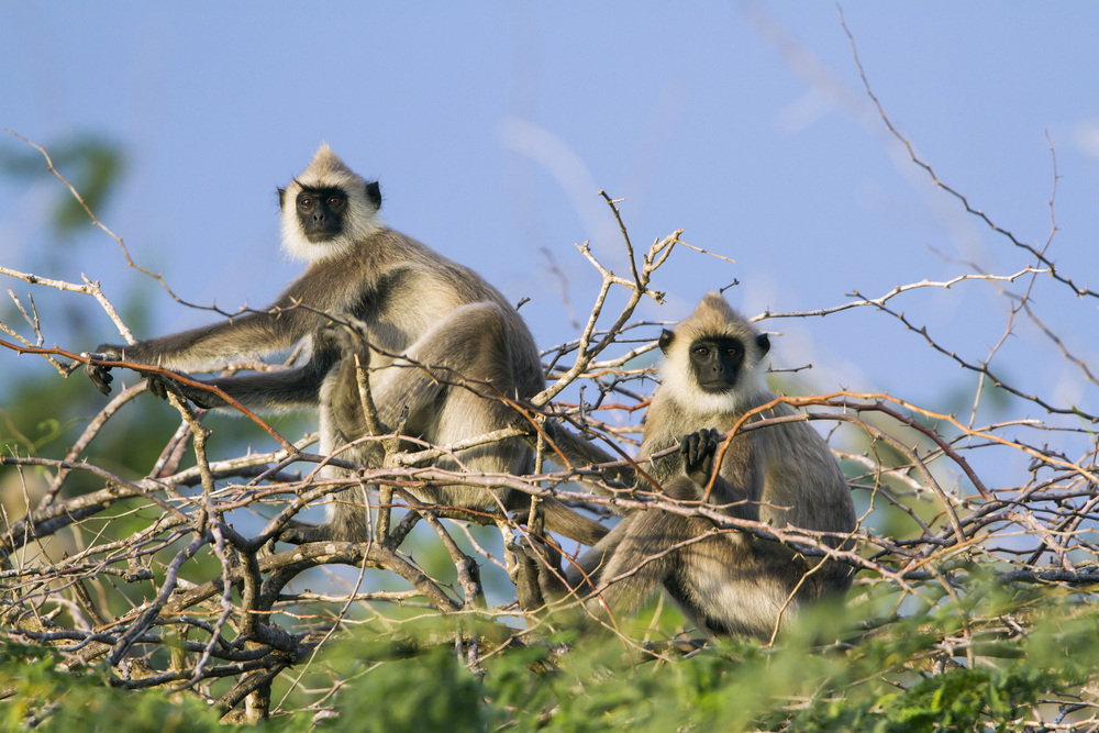 Udawalawe National Park