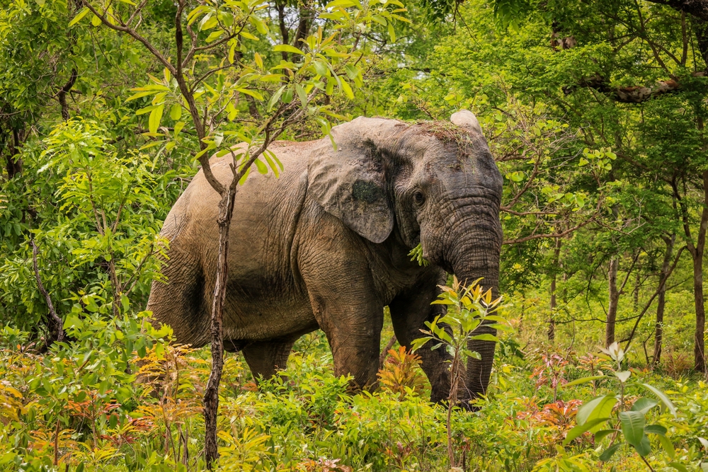 Digya National Park