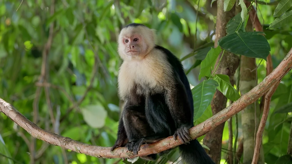 Diria National Park