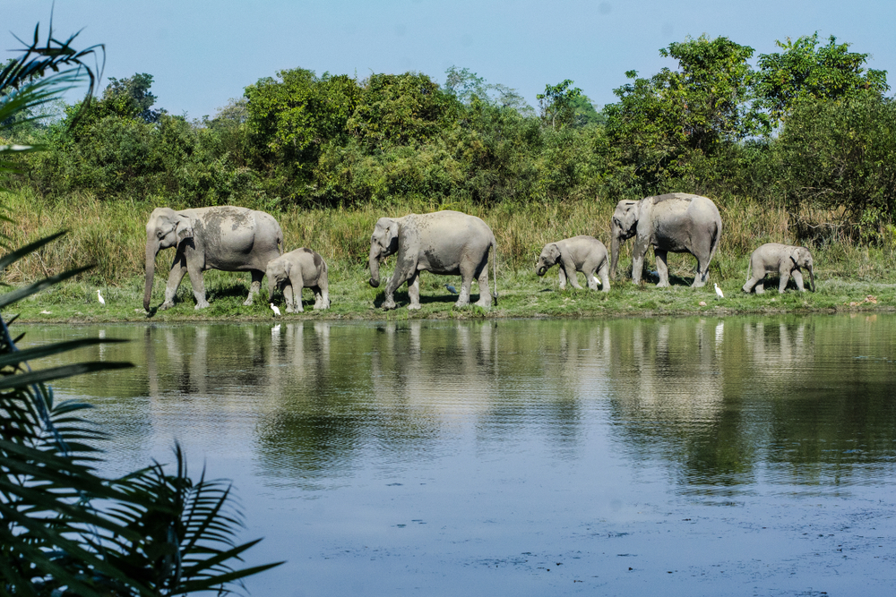 Elephants along riverbank