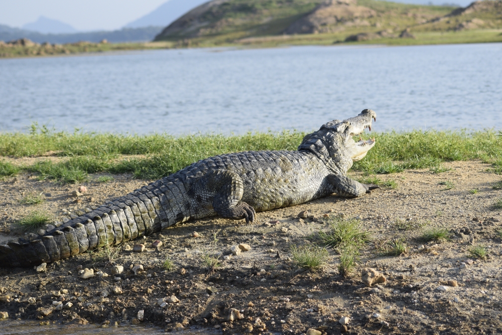 Horowpathana National Park