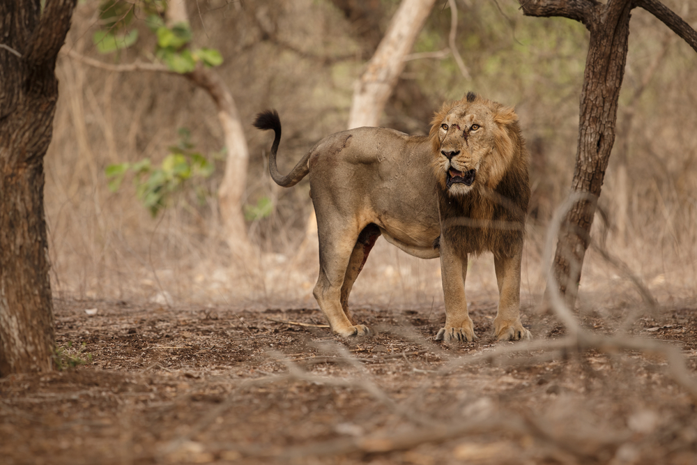 Gir National Park