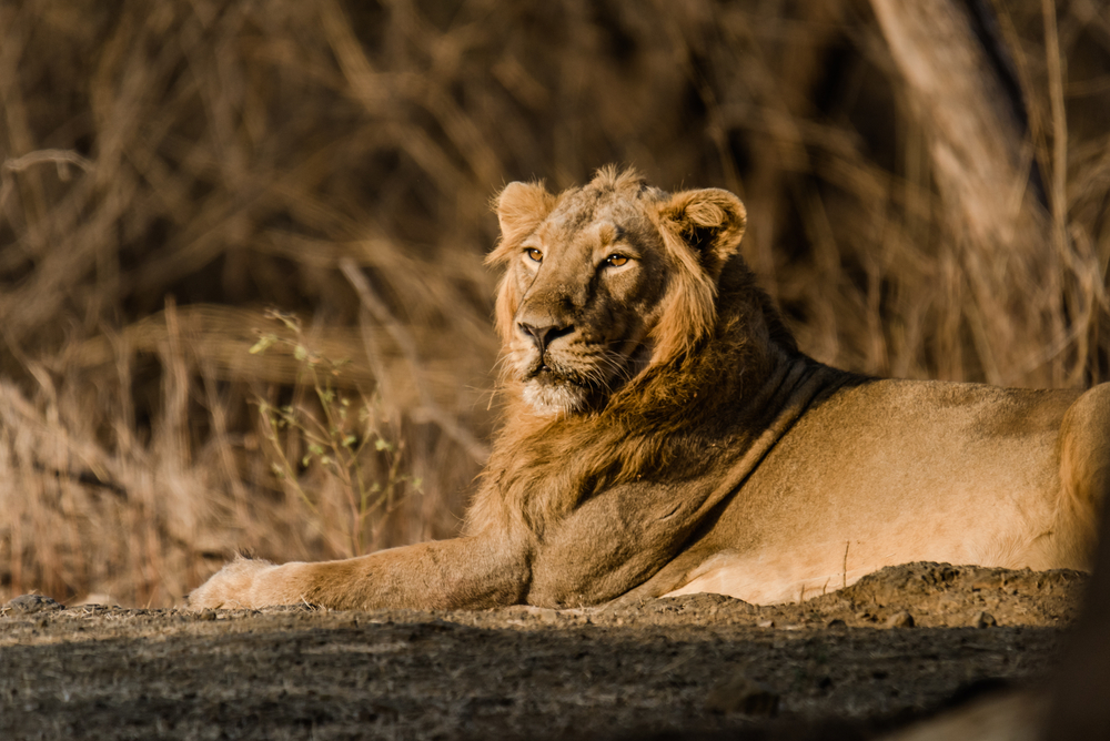 Yawning tiger in Nagarhole National Park