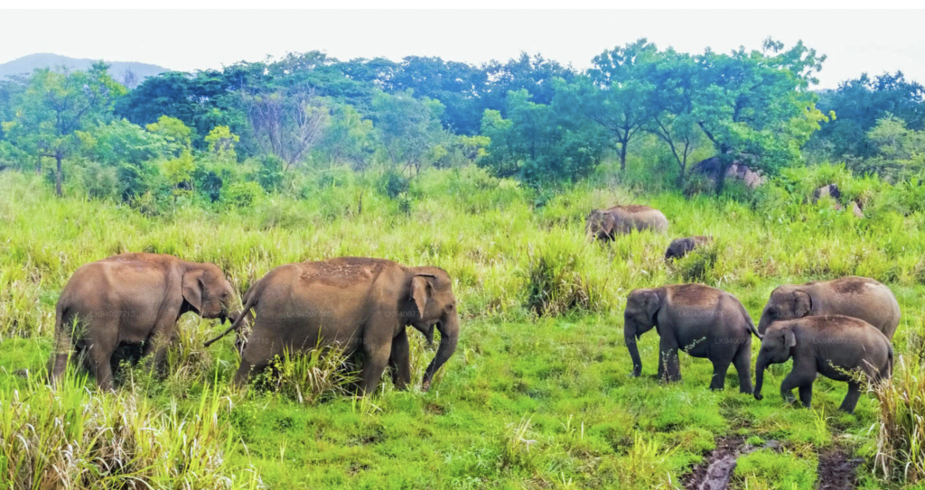 Udawalawe National Park