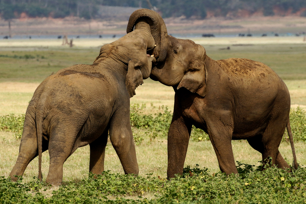 Minneriya National Park