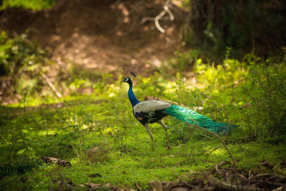 Pigeon Island National Park