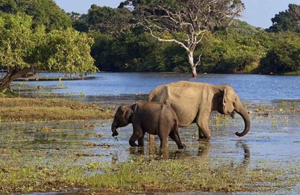 Minneriya National Park