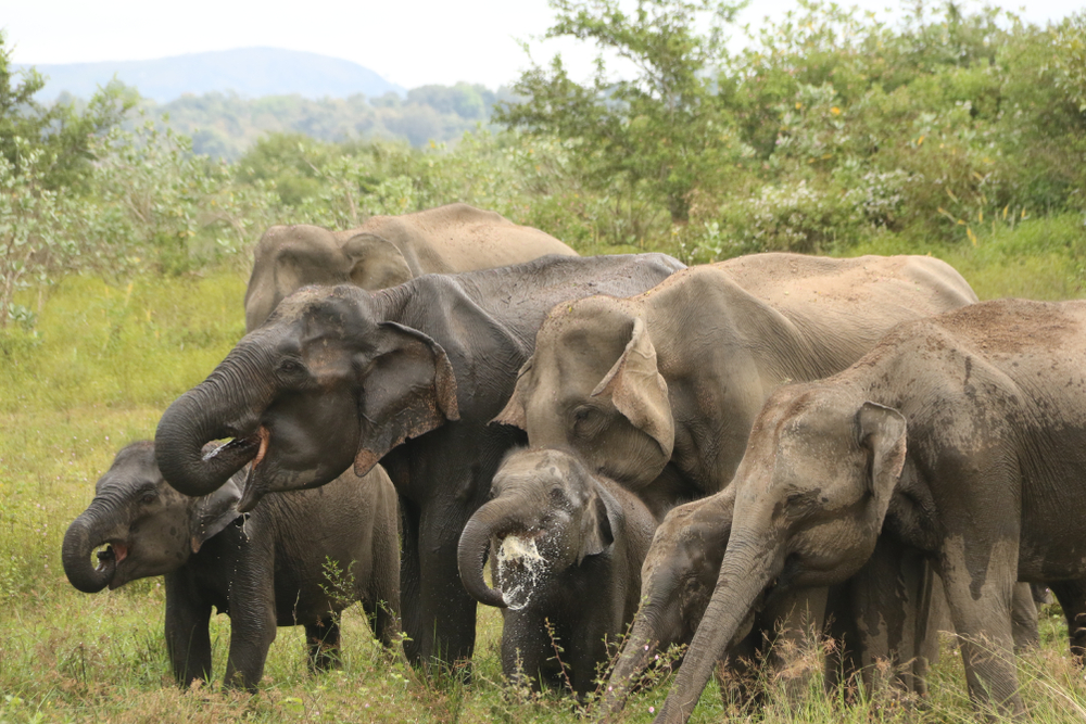 Minneriya National Park