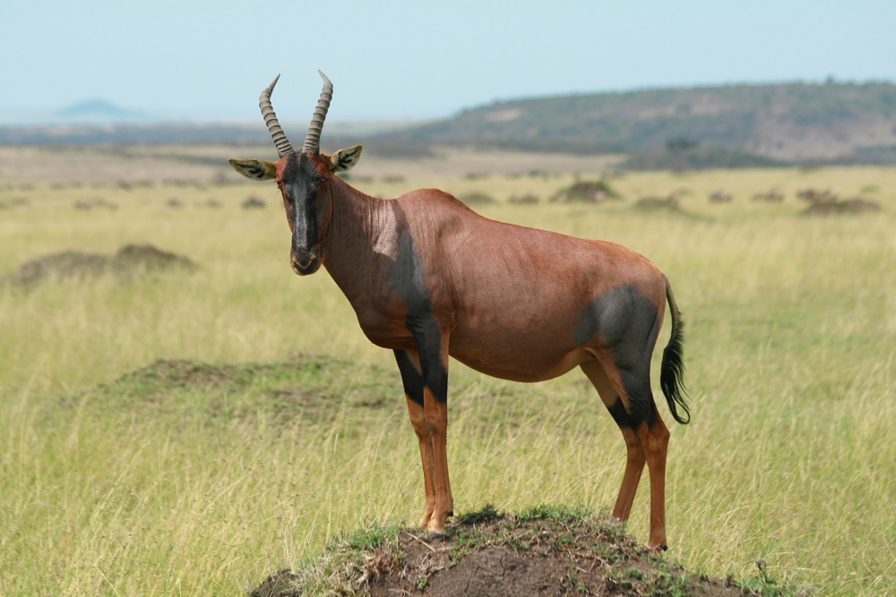 Ruma National Park