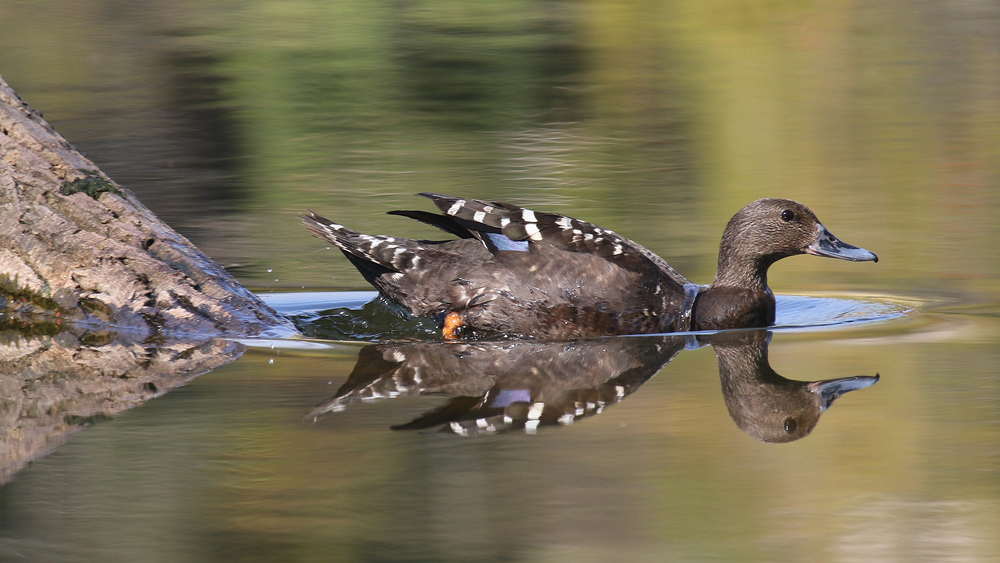 Saiwa Swamp National Park