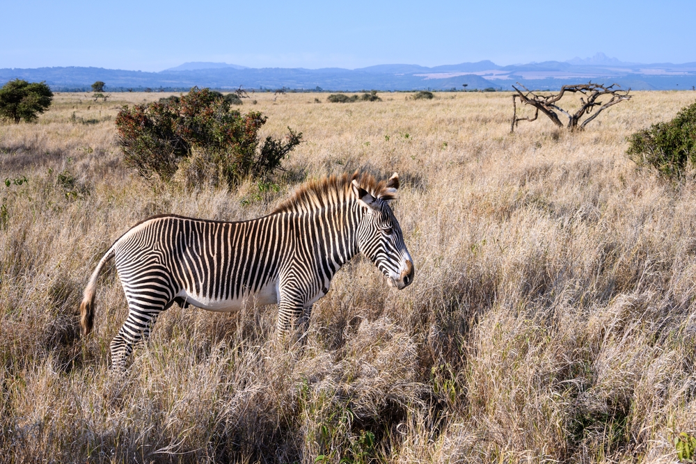 Sibiloi National Park Grey's Zebra