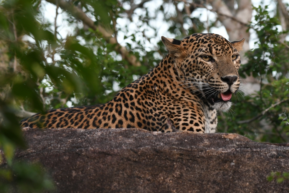 Sri Lanka National Parks