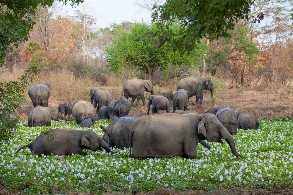 Wasgamuwa National Park