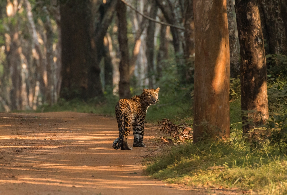 Wilpattu National Park