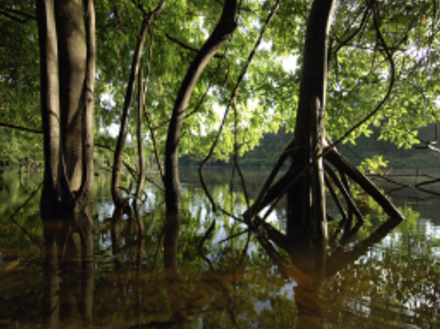 montanhas do tumucumaque national park