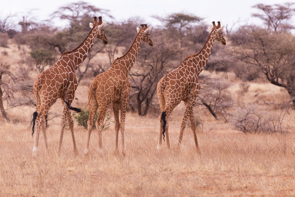Aberdare National Park giraffe