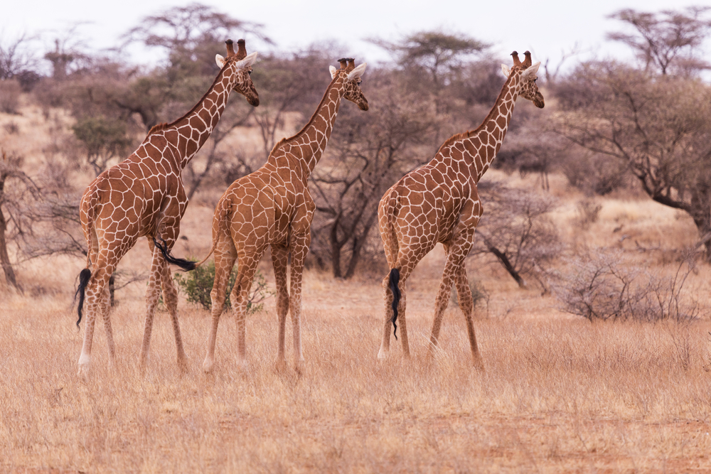 Mount Elgon National Park