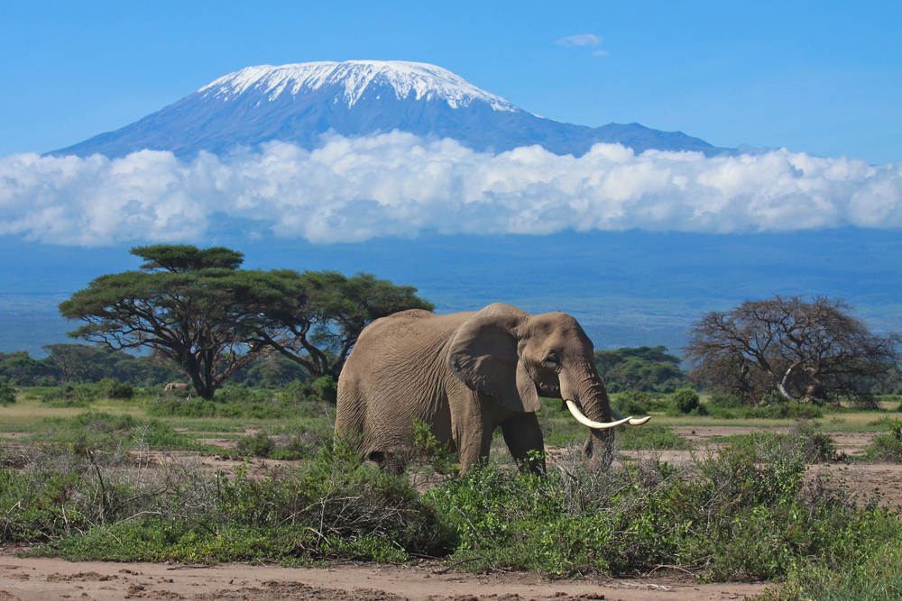 Mount Meru National Park rhino with long horn