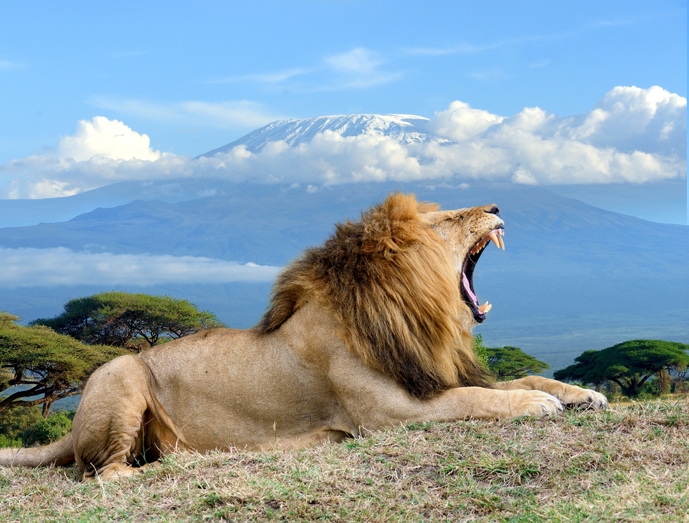 Amboseli National Park male lion