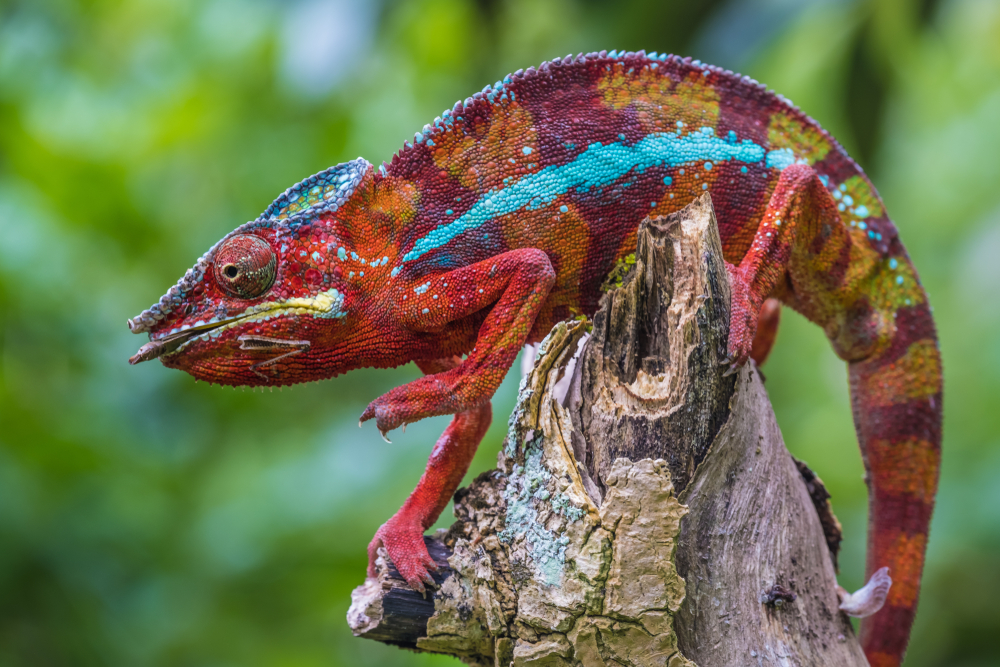 Andasibe-Mantadia chameleon