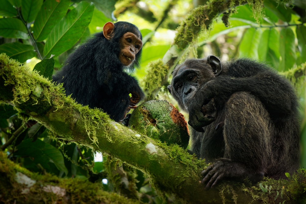 Bakossi National Park