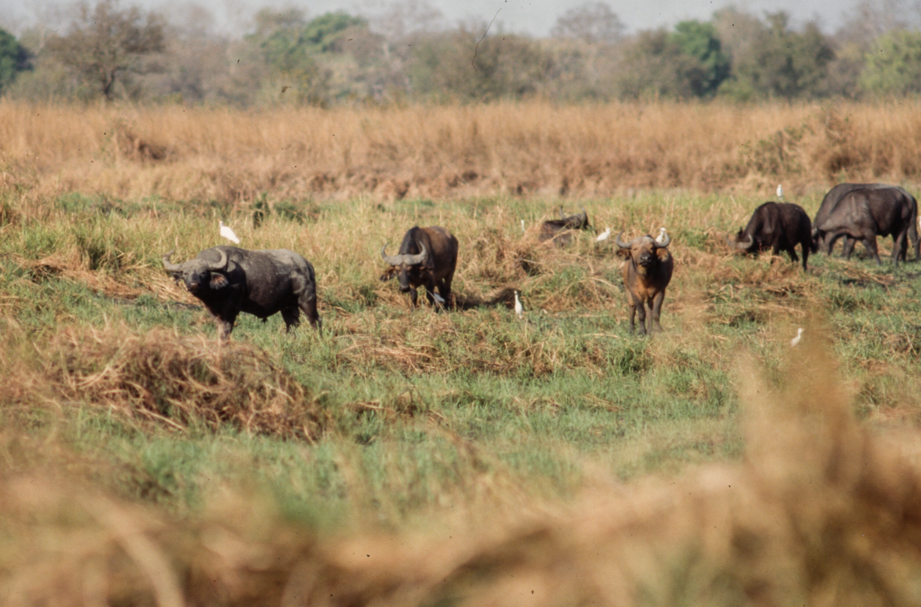 Bamingui-Bangoran National Park