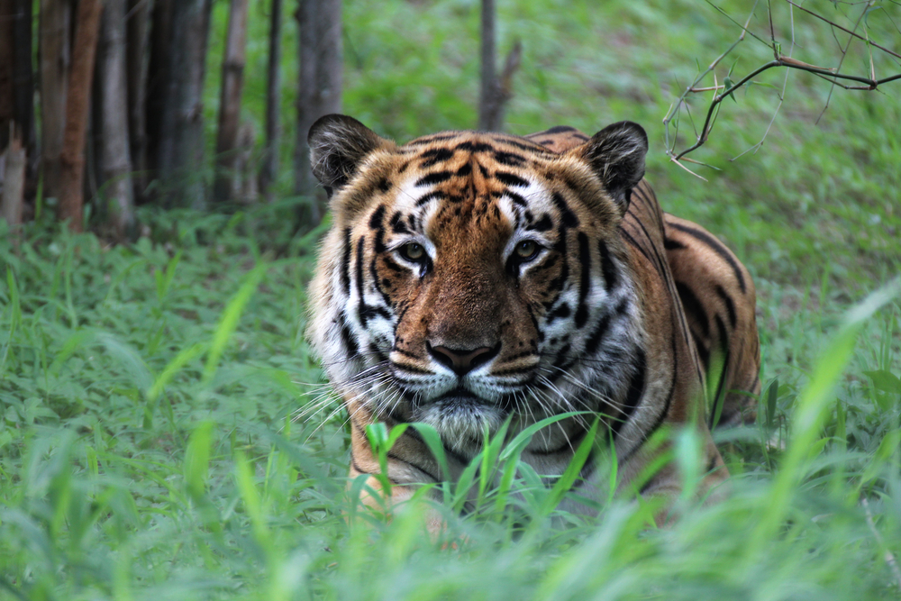 Yawning tiger in Nagarhole National Park