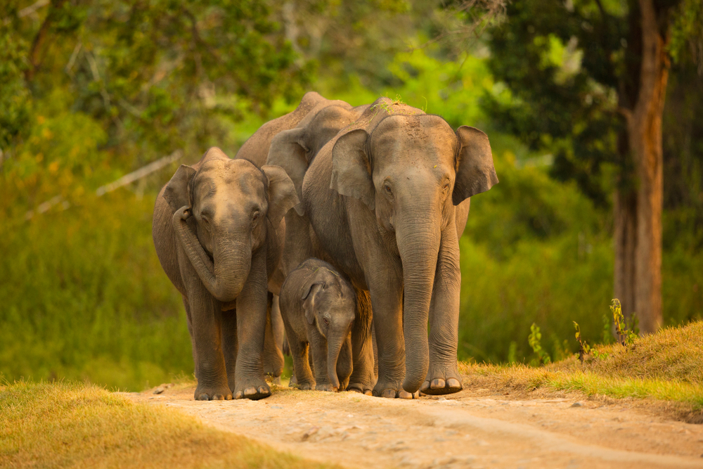 Gir National Park