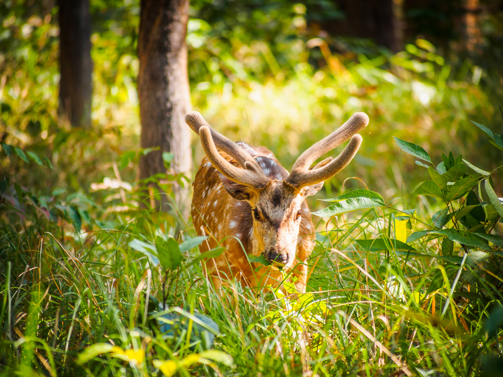 Bardiya National Park