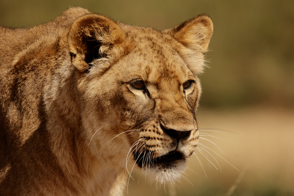 Bateke Plateau National Park