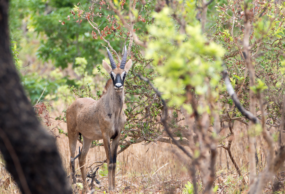 Waza National Park spotted deer