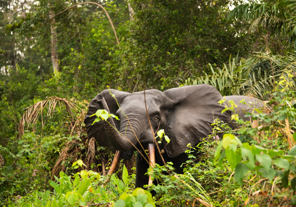Pongara National Park