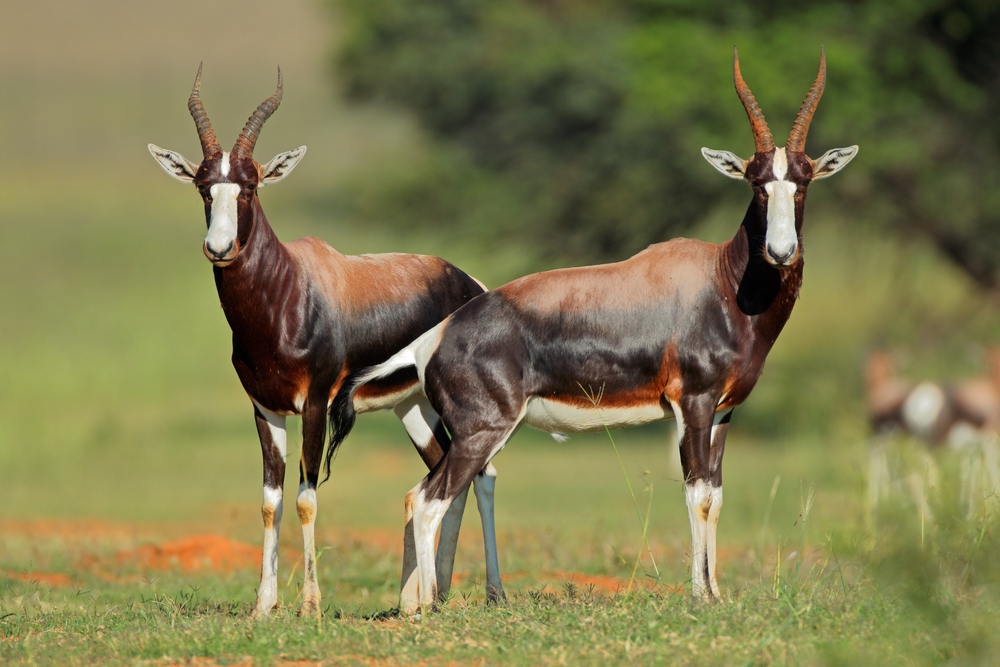 Mountain Zebra National Park