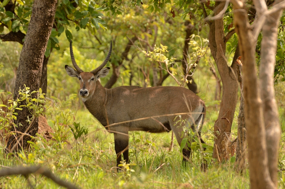 Waza National Park spotted deer