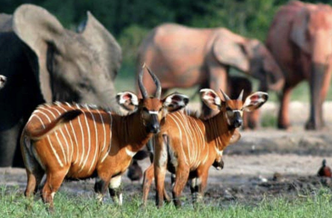 Waza National Park spotted deer