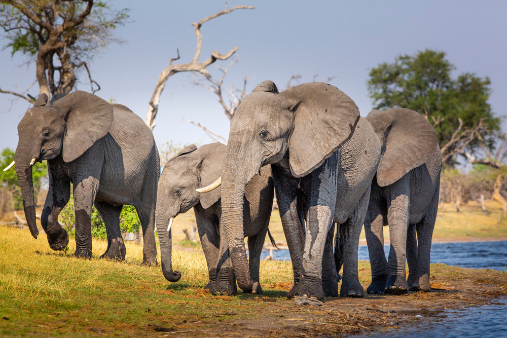 Mudumu National Park elephants in the river