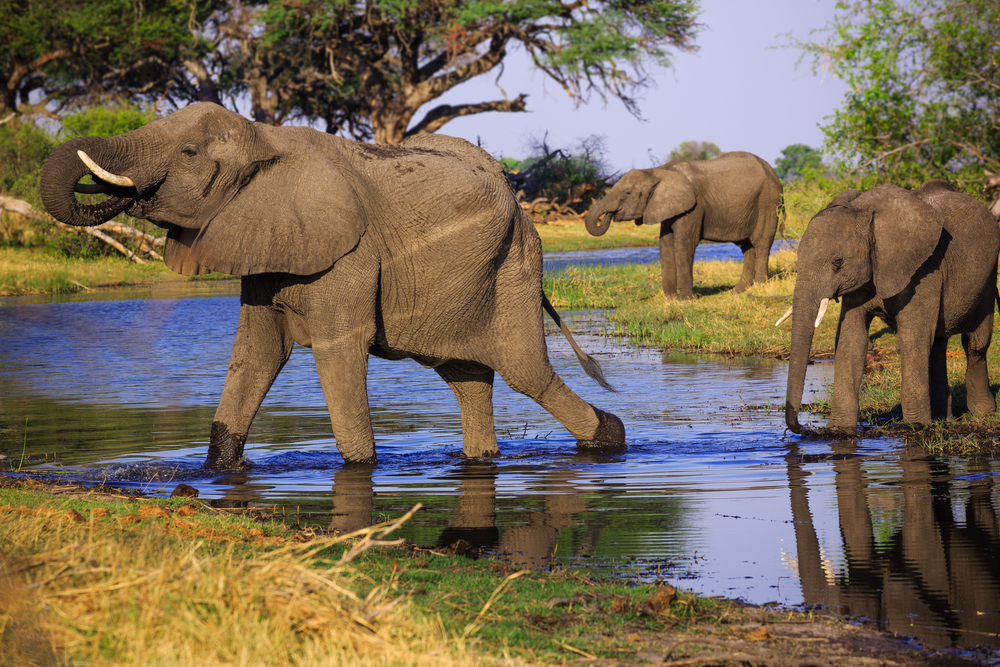 Bwabwata National Park elephants