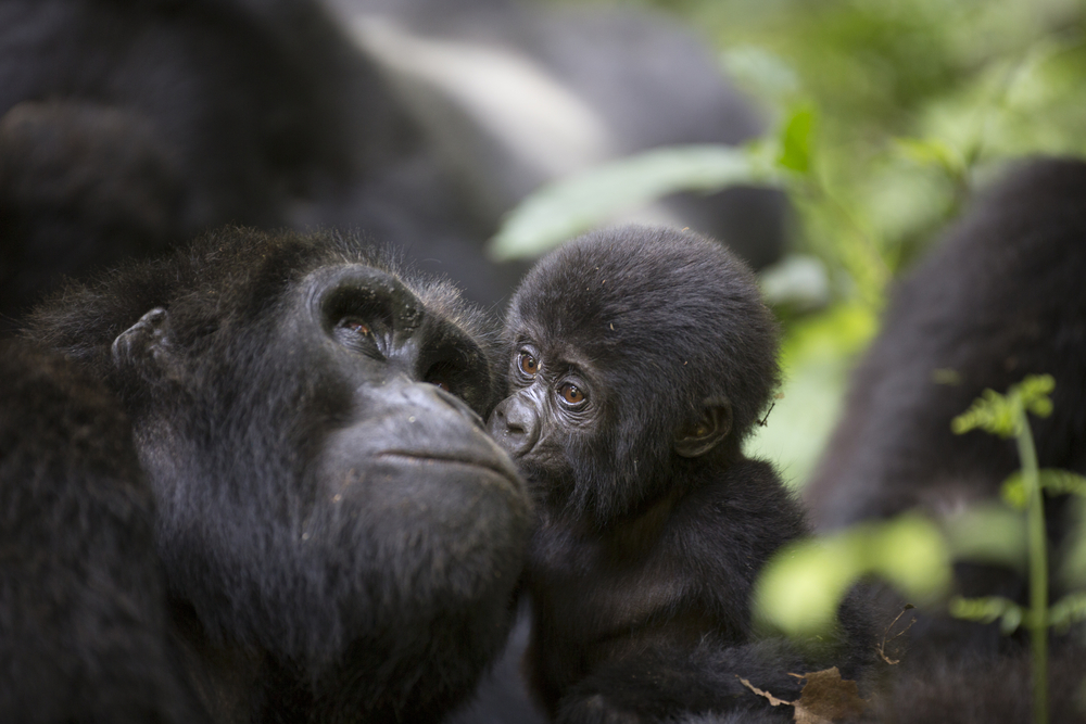 Bwindi Impenetrable National Park baby gorilla kissing mother