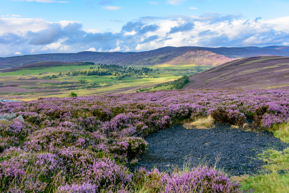 Cairngorms National Park purple heather