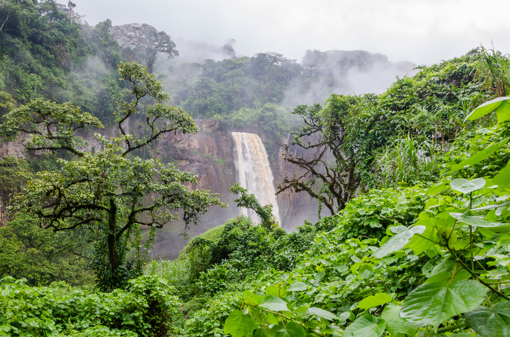 Cameroon National Parks