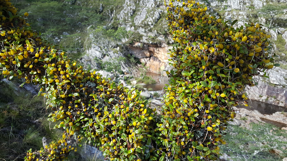 Chimanimani National Park