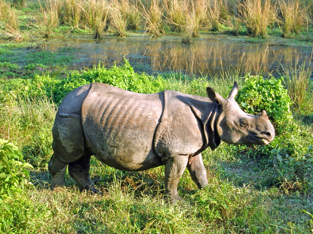 Bardiya National Park