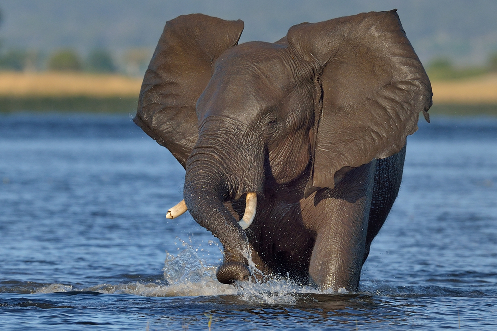 Chobe National Park herd of elephants drinking water