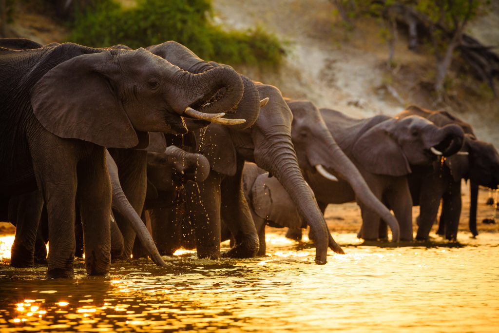 Chobe National Park herd of elephants drinking water