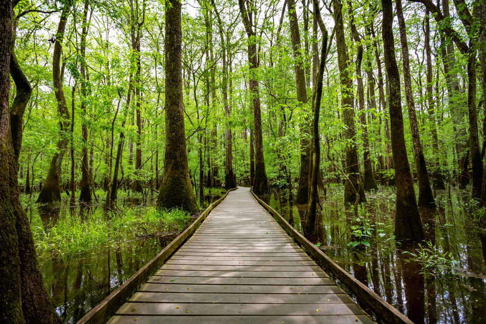 Congaree National Park rainforest