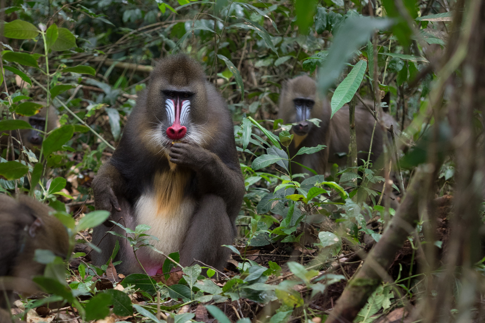 Pongara National Park
