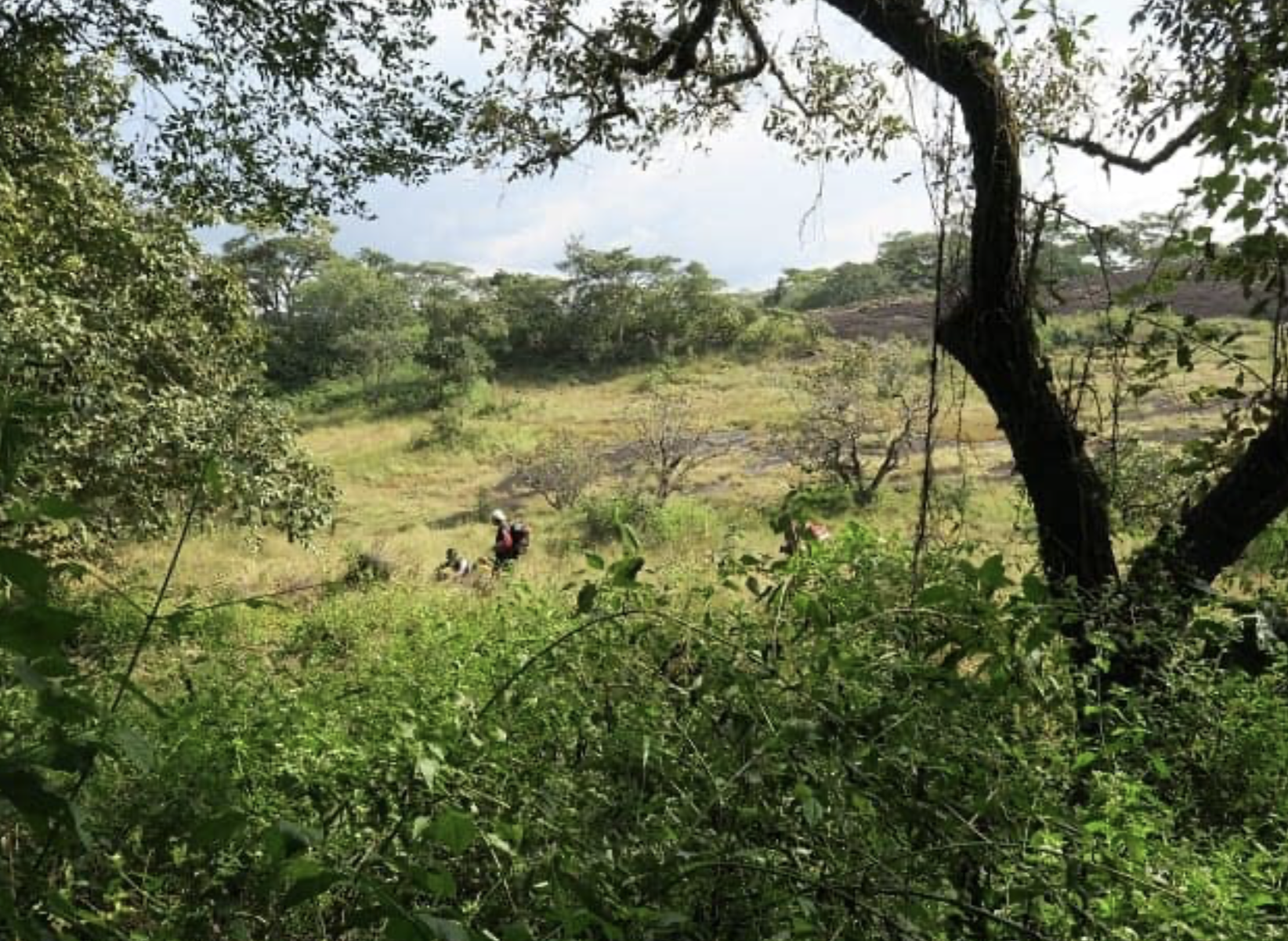 Waza National Park spotted deer