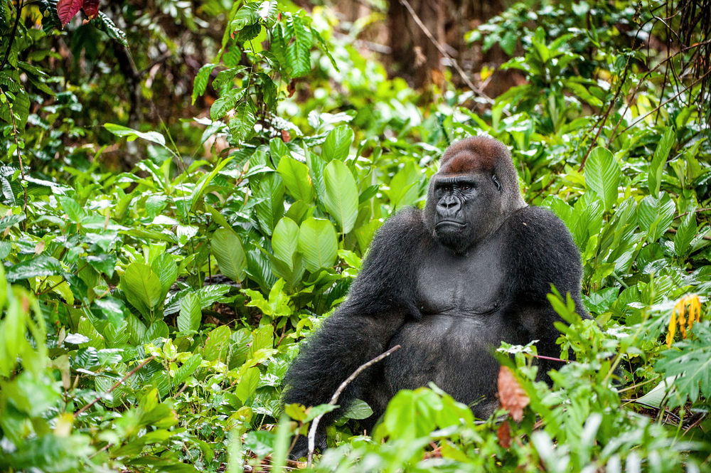 Deng Deng National Parks